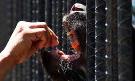 50 animales de distintas especies murieron de hambre en el zoológico de Caricuao